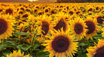 How are Sunflower Seeds Grown and Harvested?